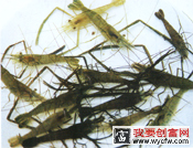 青虾